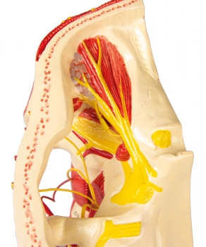 Arterien des Kopfes