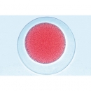 Entwicklung des Seeigels (Psammechinus miliaris), Mikropräparate - Deutsch