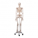 Menschliches Skelett Modell Stan A10 