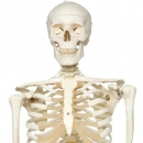 Skelett Stan A10 1 an Metallhängestativ mit 5 Rollen