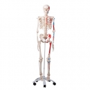 Skelett mit Muskeldarstellung auf fahrbarem Metallstativ