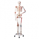 Skelett Sam A13 Luxusversion auf Metallstativ mit 5 Rollen