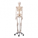 Skelett Fred A15 das flexible Skelett auf Metallstativ mit 5 Rollen