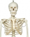 Skelett Phil physiologisches Skelett an Metallhängestativ