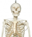 Skelett Feldi A15 3S funktionelles Skelett an Metallhängestativ