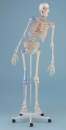 Skelett Max beweglich Muskelmarkierung Bänder