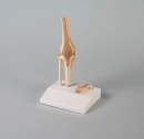 Mini Kniegelenkmodell mit Querschnitt