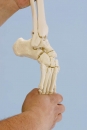 Fußskelett mit Schien und Wadenbeinansatz flexibel