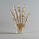 Röntgenphantom Hand transparent