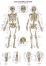 Lehrtafel Das menschliche Skelett AL102 