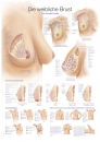 Lehrtafel Die weibliche Brust AL134 