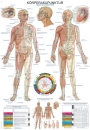 Lehrtafel Körperakupunktur (AL510)