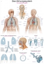 Lehrtafel Das Atmungssystem AL516 