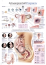 Lehrtafel Schwangerschaft (AL518)