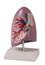 Lungenhälfte natürliche Größe
