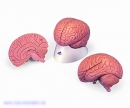 Gehirnmodell für Einsteiger 2 teilig