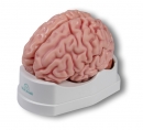 Anatomisches Gehirnmodell lebensgroß 5 teilig C918 