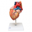 Herz mit Luft und Speiseröhre 2 fache Größe 5 teilig