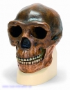 Schädelreplikat Homo erectus pekinensis (Weidenreich, 1940)