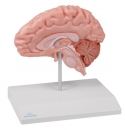 Anatomische Gehirnhälfte lebensgroß EZ Augmented Anatomy