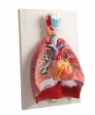 Lunge, Herz und Kehlkopf, 7 Teile