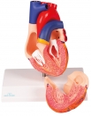 Herzmodell natürliche Größe 2 Teile EZ Augmented Anatomy