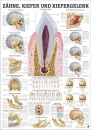 MIPO60LAM, Zähne, Kiefer und Kiefergelenk (MIPO60LAM)