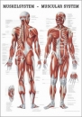 PO04dLAM, Muskelsystem des Menschen (PO04dLAM)