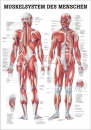 TA04LAM, Muskelsystem des Menschen (TA04LAM)