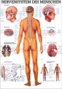 Nervensystem des Menschen (TA05)