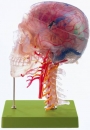 Neuroanatomie-Kopfmodell (QS 65/7)