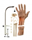 CLA-Arthroskopiemodell vom Handgelenk (TS 16)