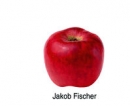 Jakob Fischer (03/17)