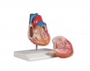 Herzmodell 2 teilig mit Reizleitungssystem