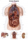 Lehrtafel Innere Organe AL163 