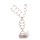 DNA - RNA Set